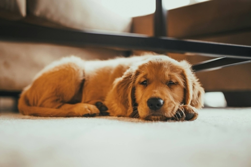 The Unconditional Rewards of Sharing Your Condo with a Pet